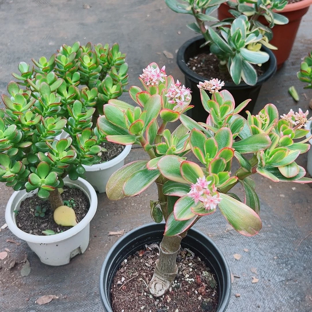 嘟***嘟稀有三色花月白锦带盆7711