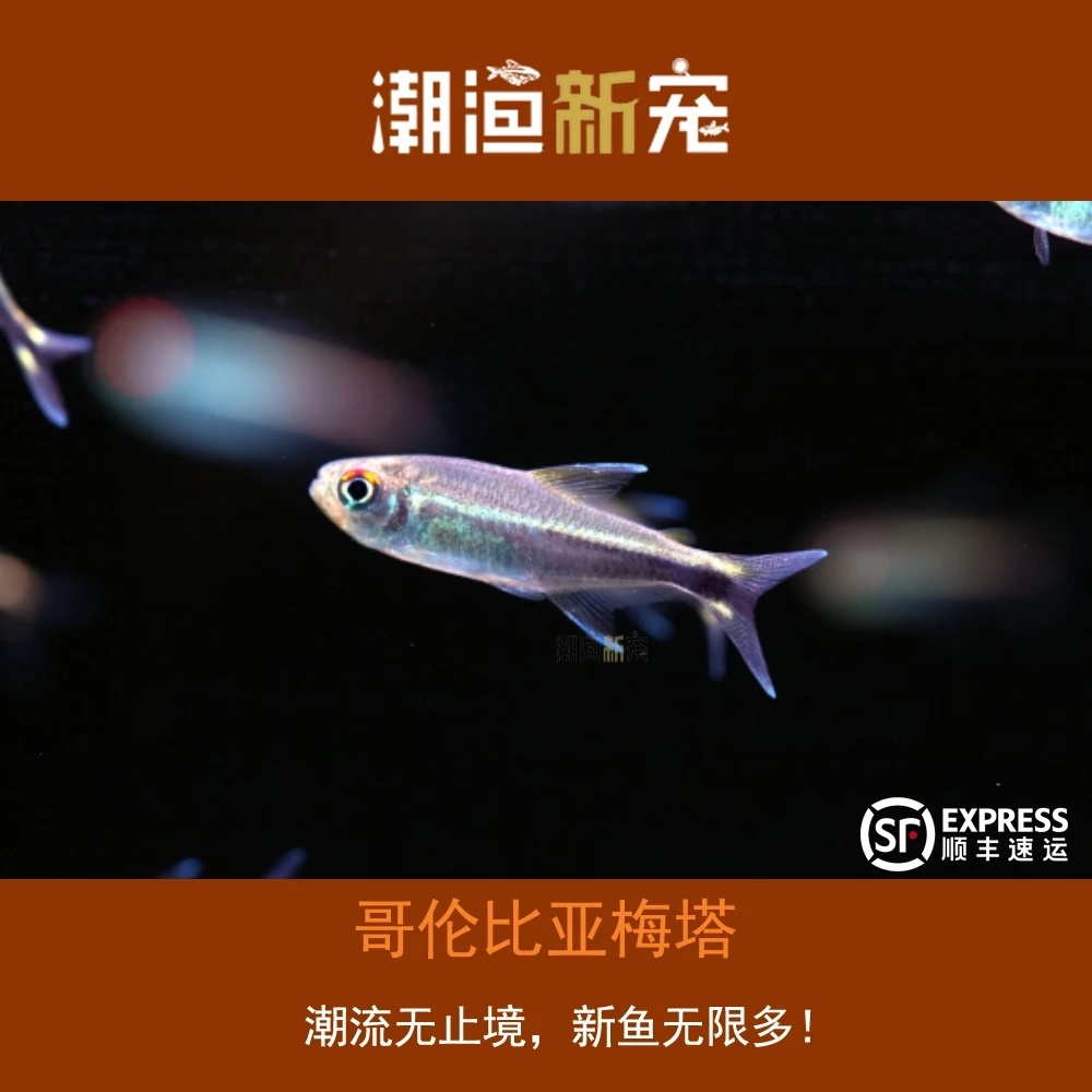 哥伦比亚梅塔灯鱼热带小型观赏灯鱼顺丰包邮彩虹包损