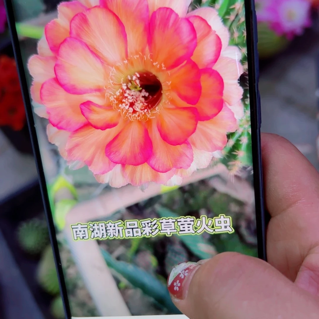 下93彩草萤火虫下90缀化锦歪无根侧芽4公分左右20包邮