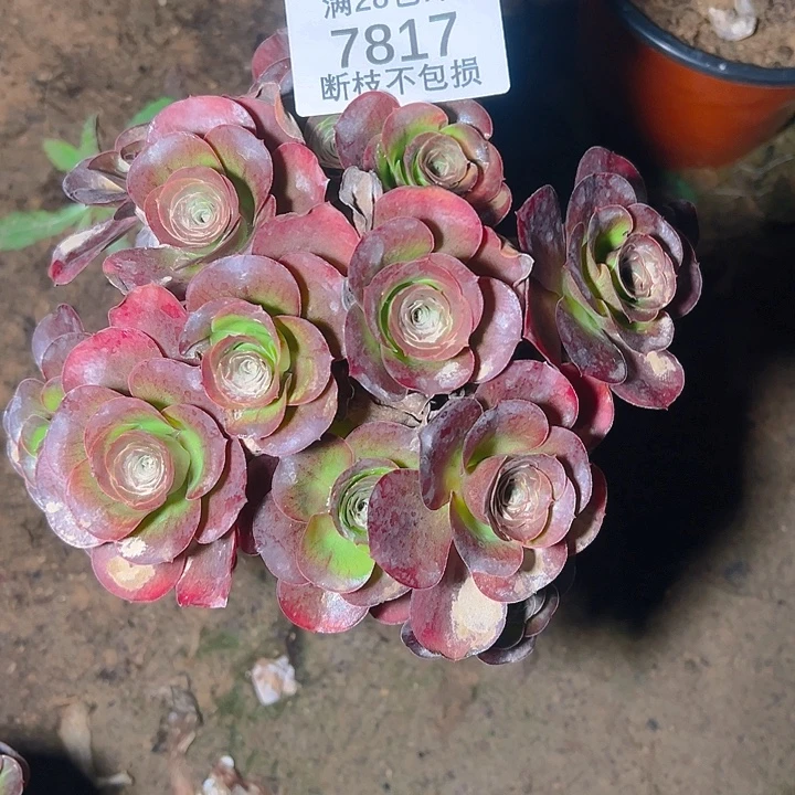 ༺***༻7817魅金玫瑰多肉植物