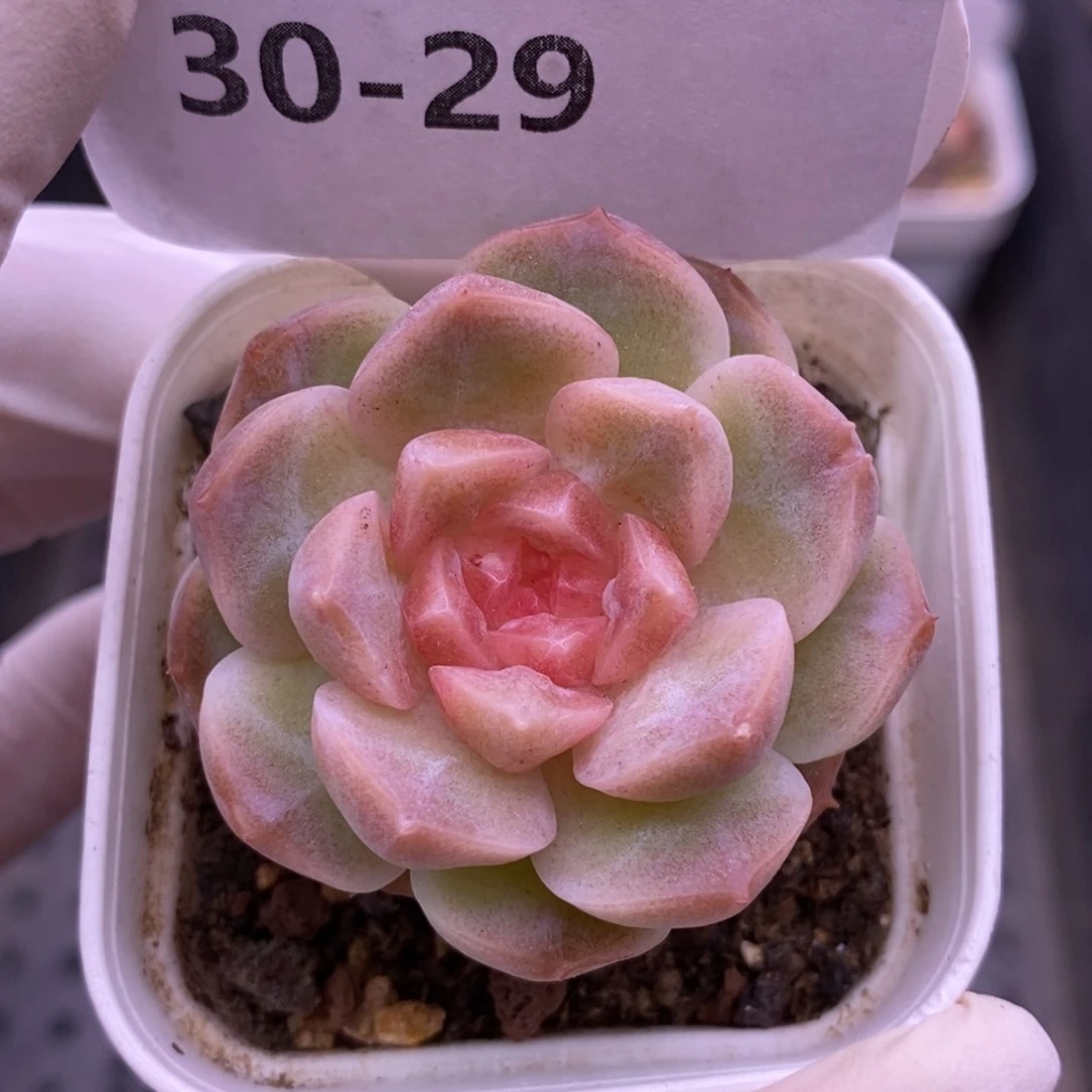 【闪购商品】30-29梦幻泡影