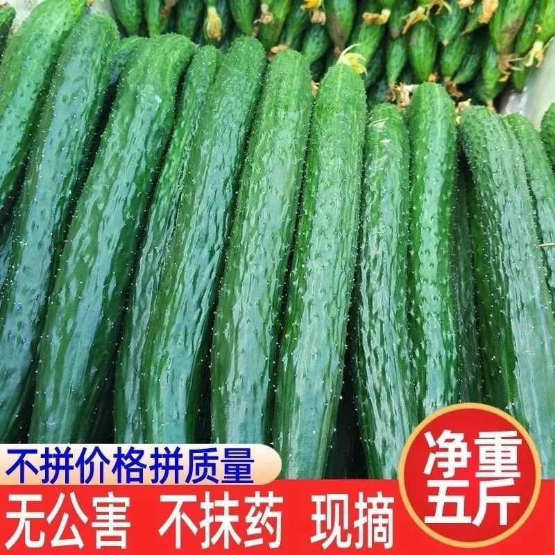 露天种植新鲜带刺黄瓜爽口香甜脆嫩可生吃