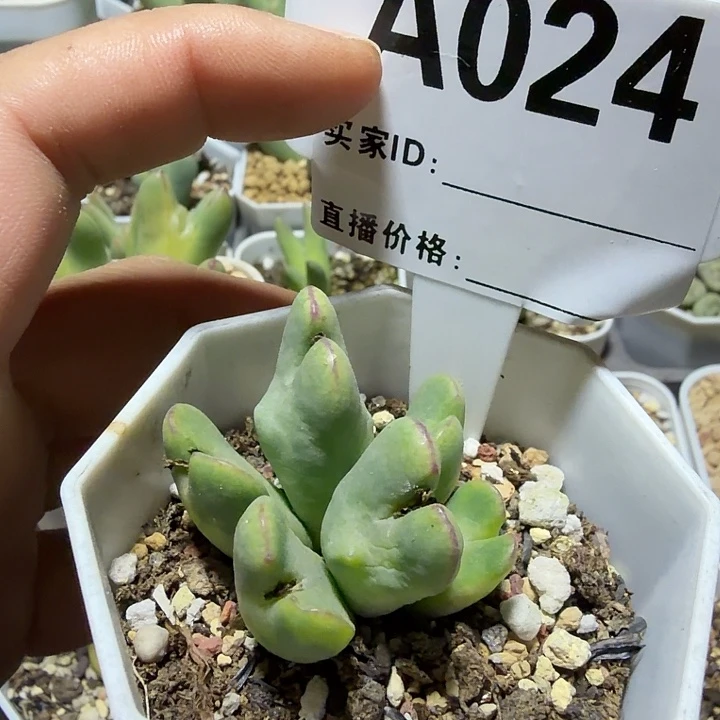 024。多肉植物的生长发育