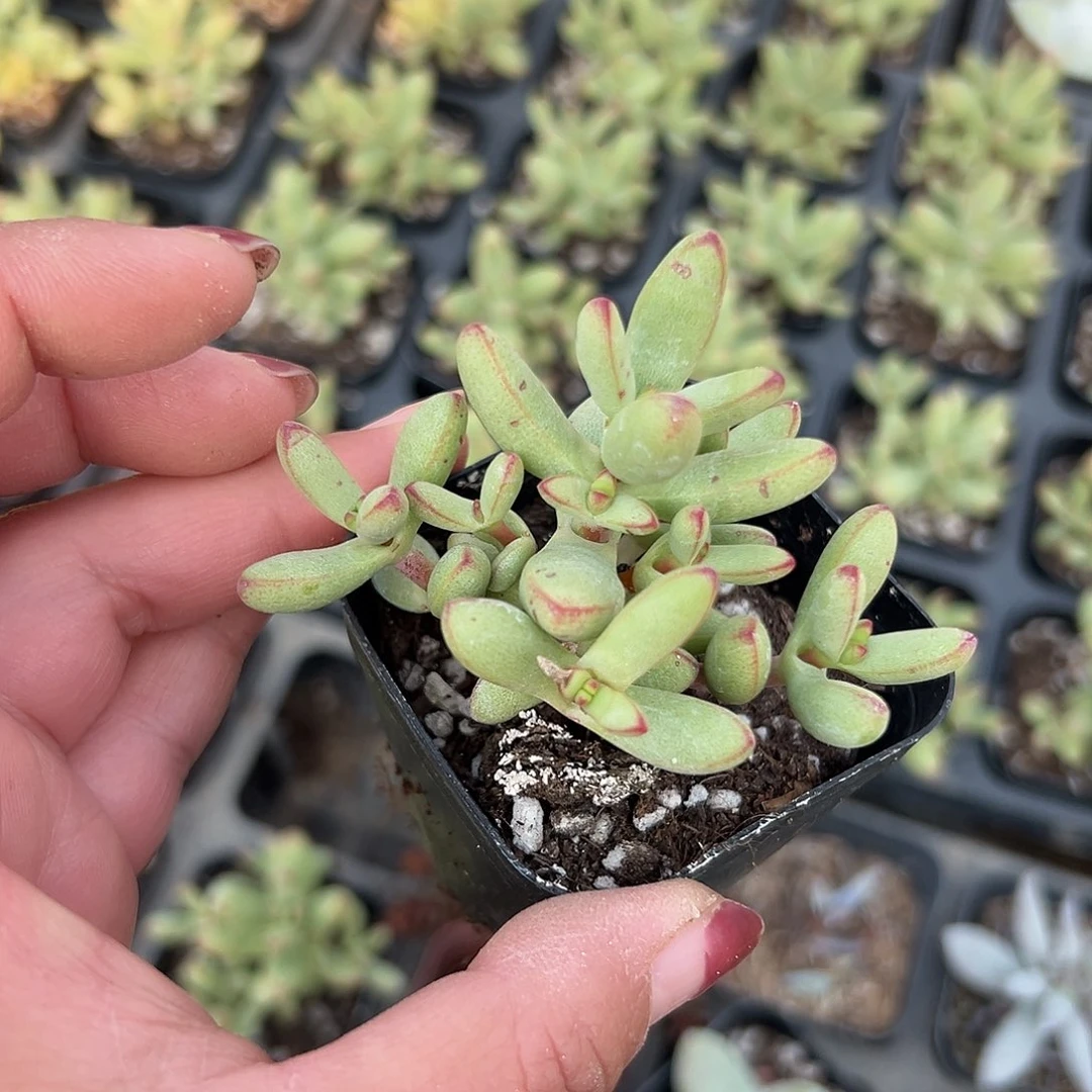 多肉植物多肉植物