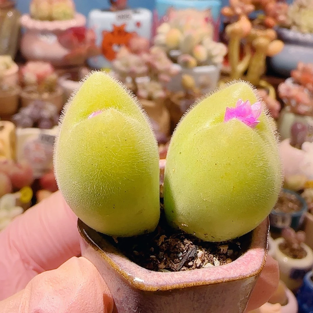 T蟹钳毛翠盆口2.5cm