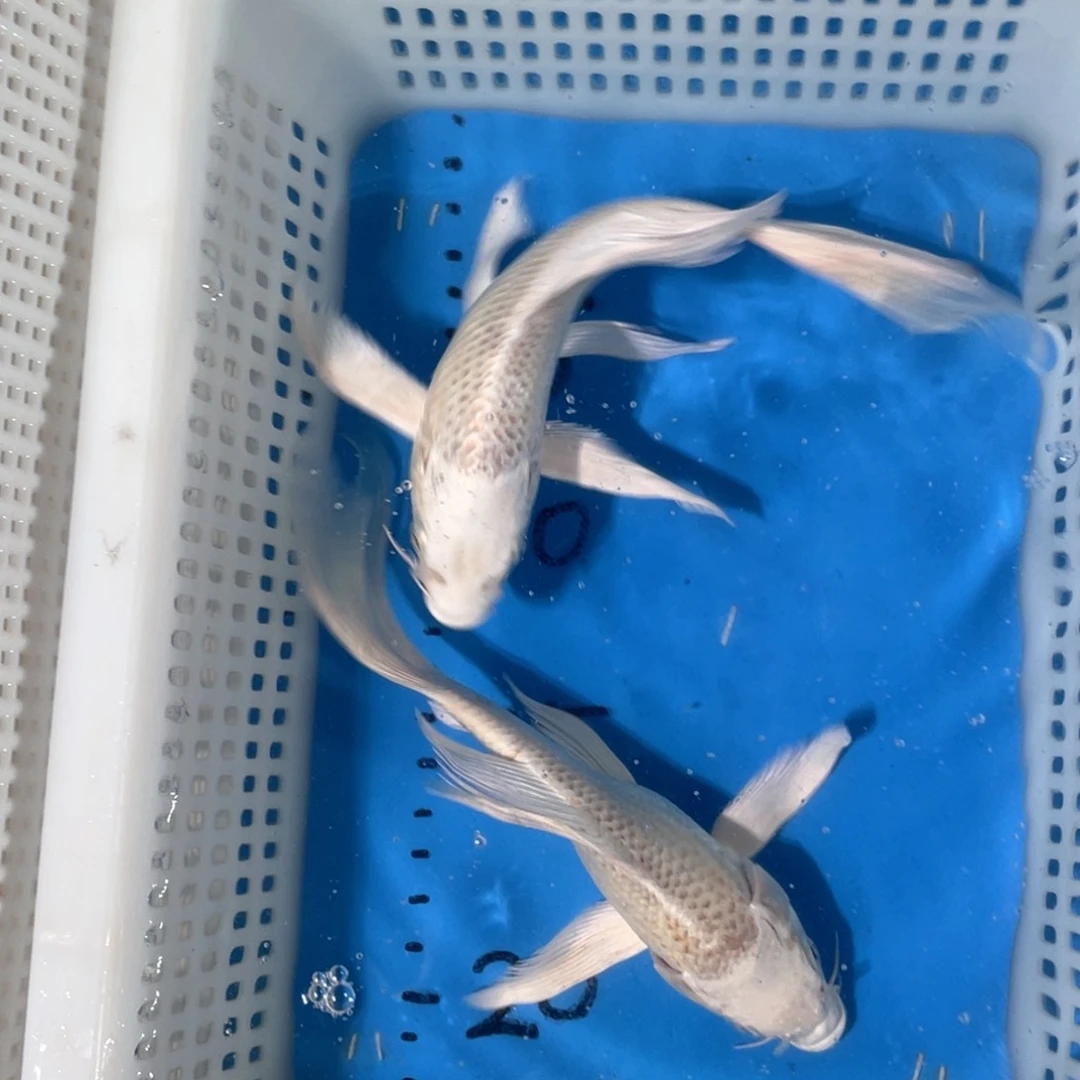 锦鲤锦鲤包邮包售后