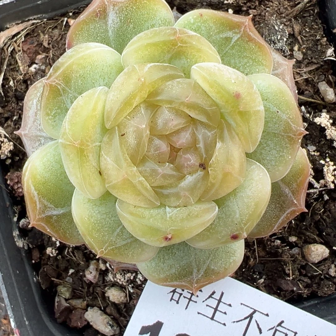 小卡拉米糖心一物一拍12-62