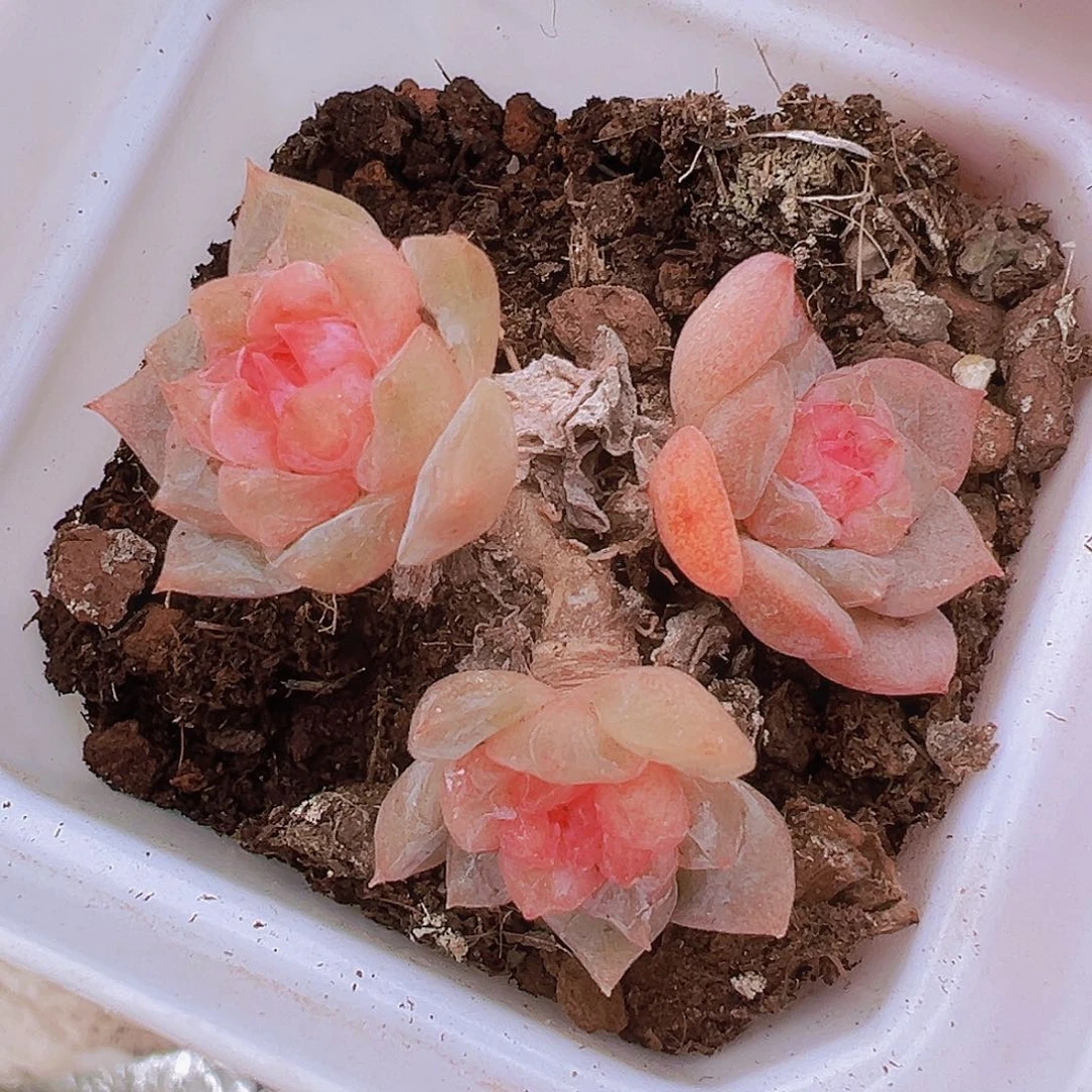 老桩糖心群19包邮多肉