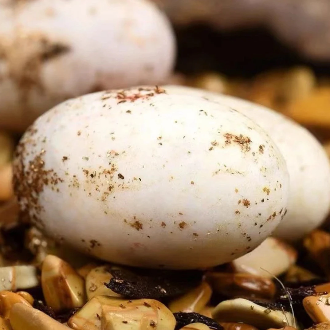 小青龟蛋可孵化受精蛋体验孵化乐趣