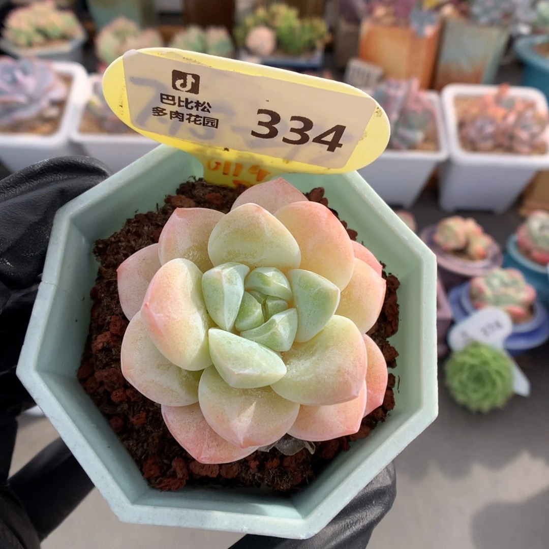 334 冰玉多肉多肉