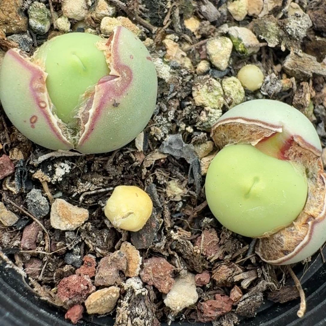 165鸽子蛋两颗带盆，l lu t l z