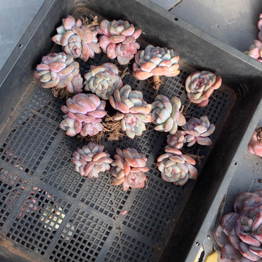 哈哈哈哈哈哈哈哈哈