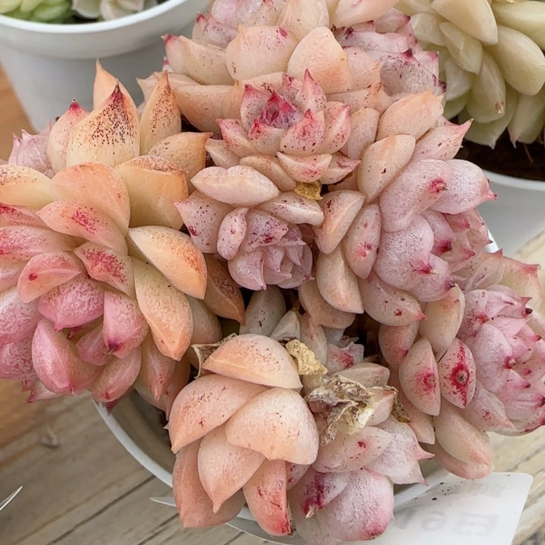 花语逸境0219-772散