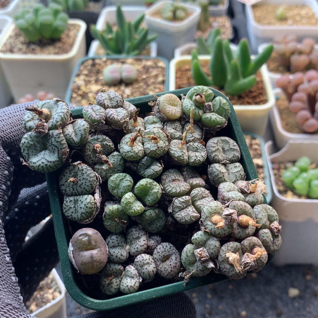 235安贞母本一组