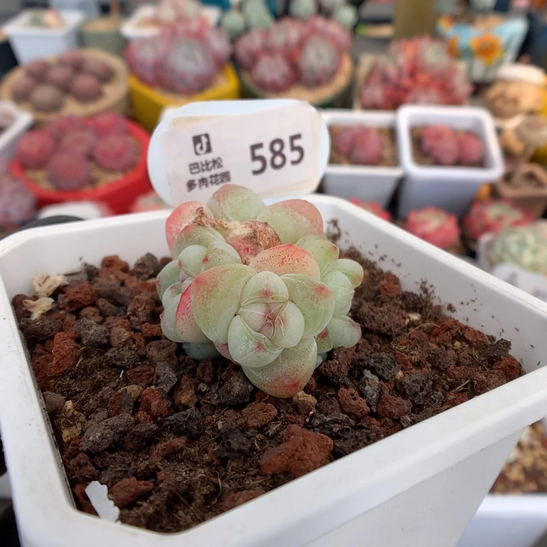 ?*胖585 糖心冰玉多肉
