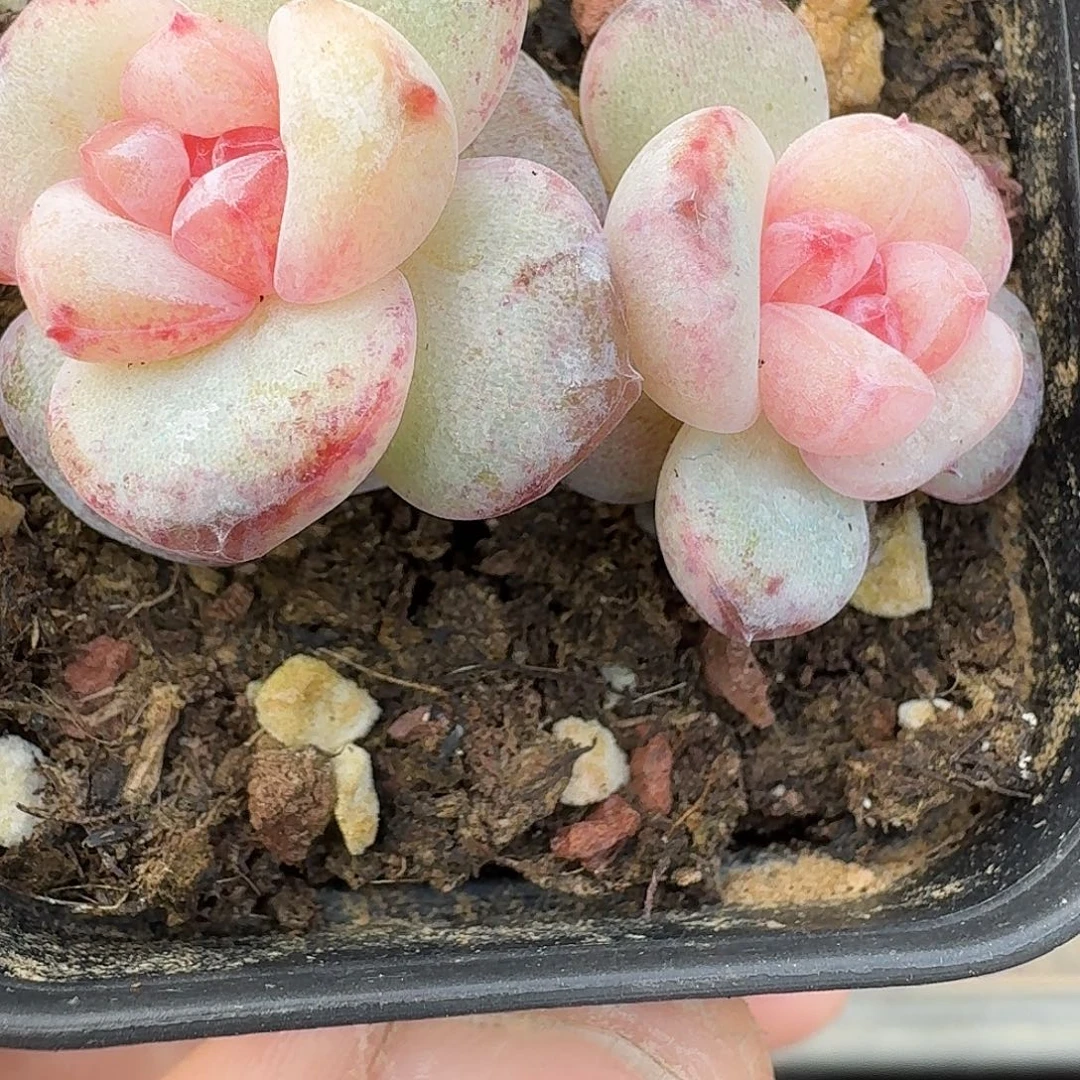 910双头水果派多肉植物