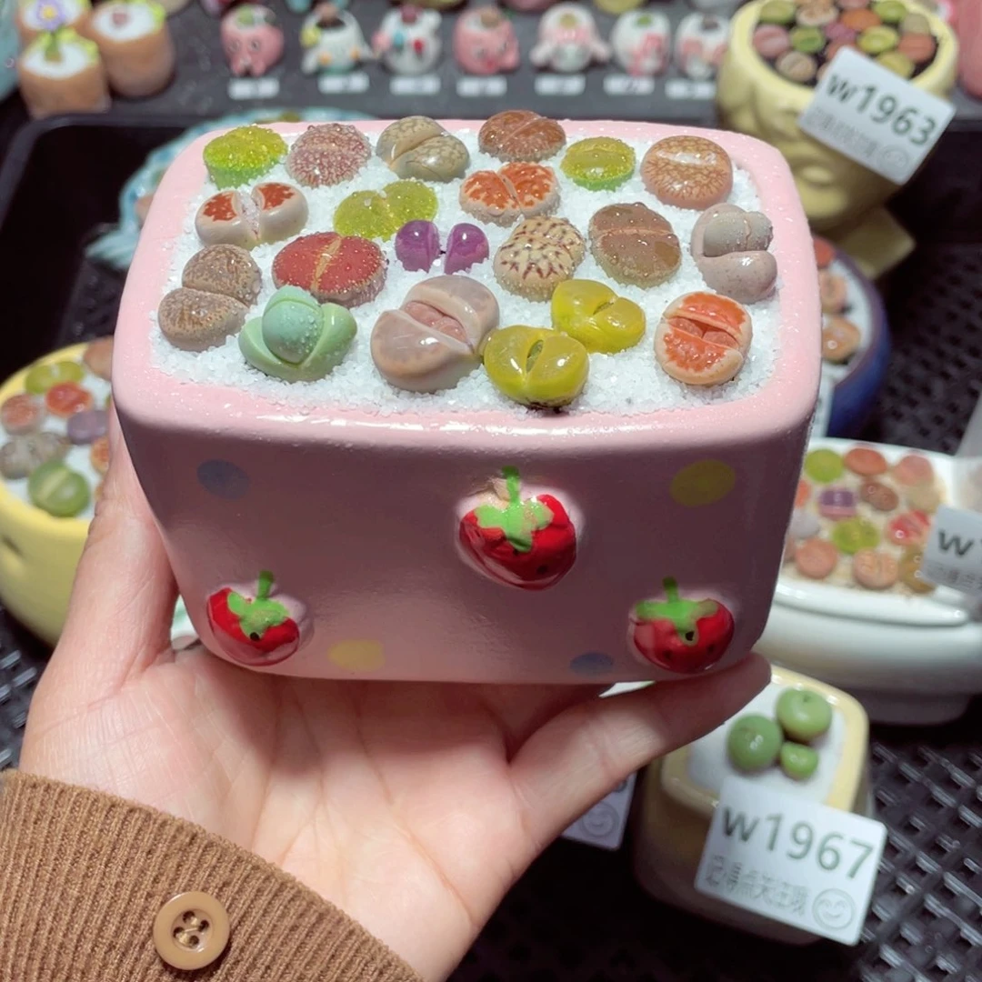 w1969 带盆土发货-零下地区拍保温箱