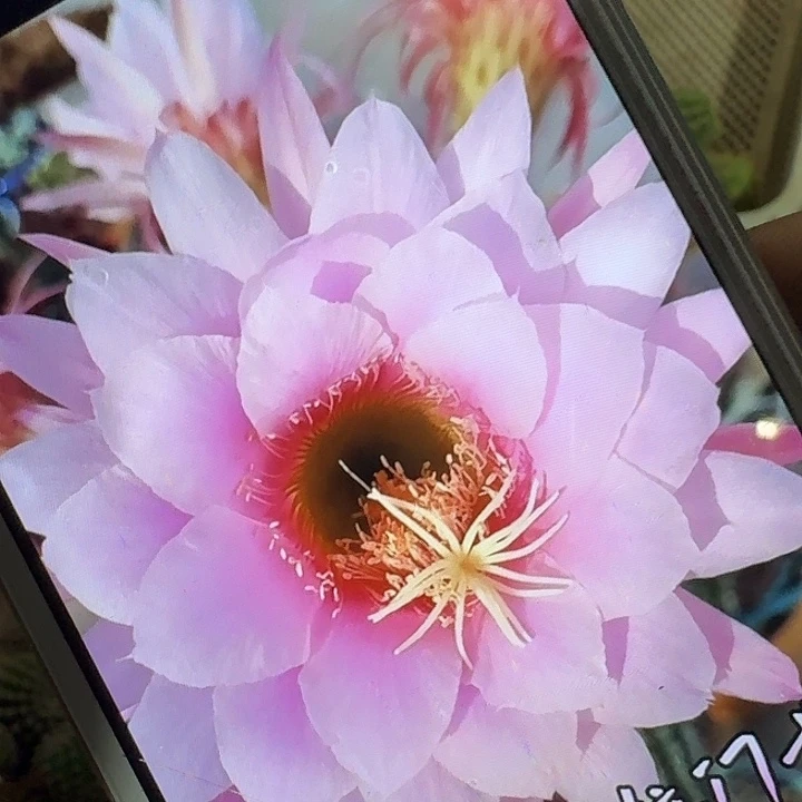 佛拉门戈侧芽5公分左右毛花柱（20包邮）