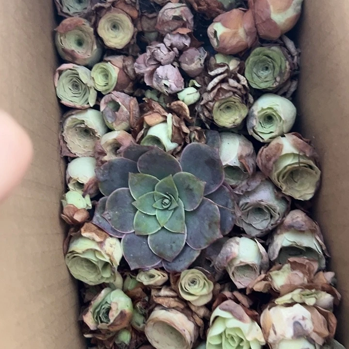 苗苗山地玫瑰瑕疵不售后一厘米184