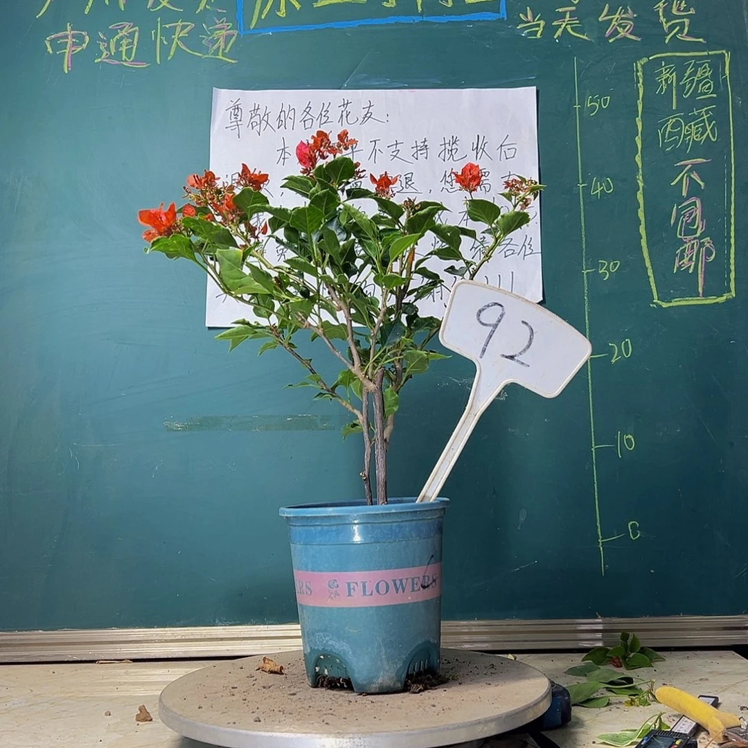 当前无花栽培后可以开花橙美人92