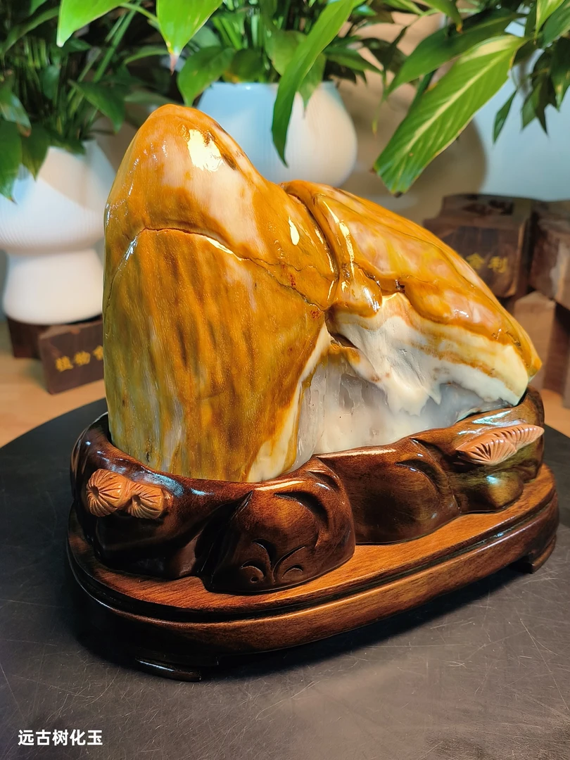 金蟾形状缅甸天然树化玉摆件玄关奇石玉石收藏树化石金灿灿木化玉