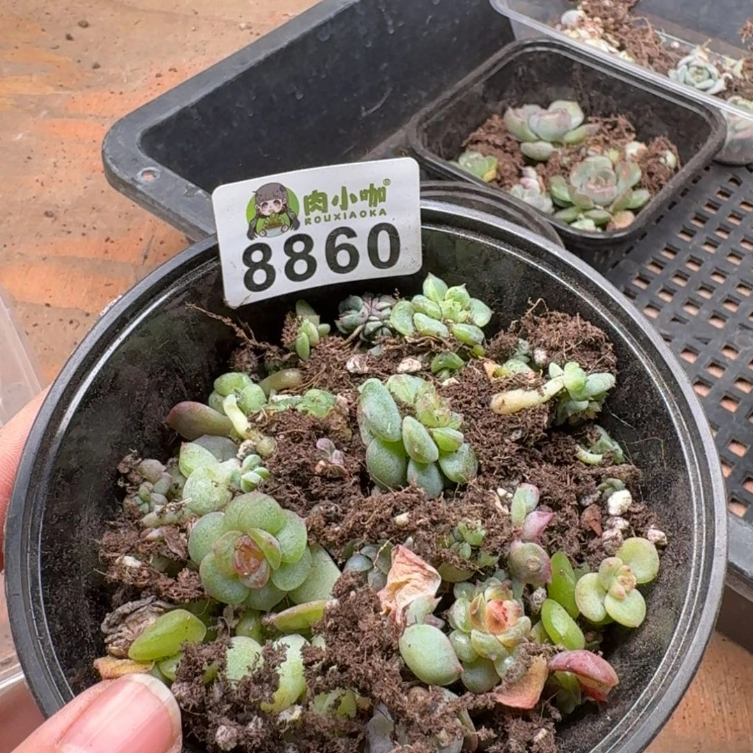 ✧***シ多肉植物多肉植物