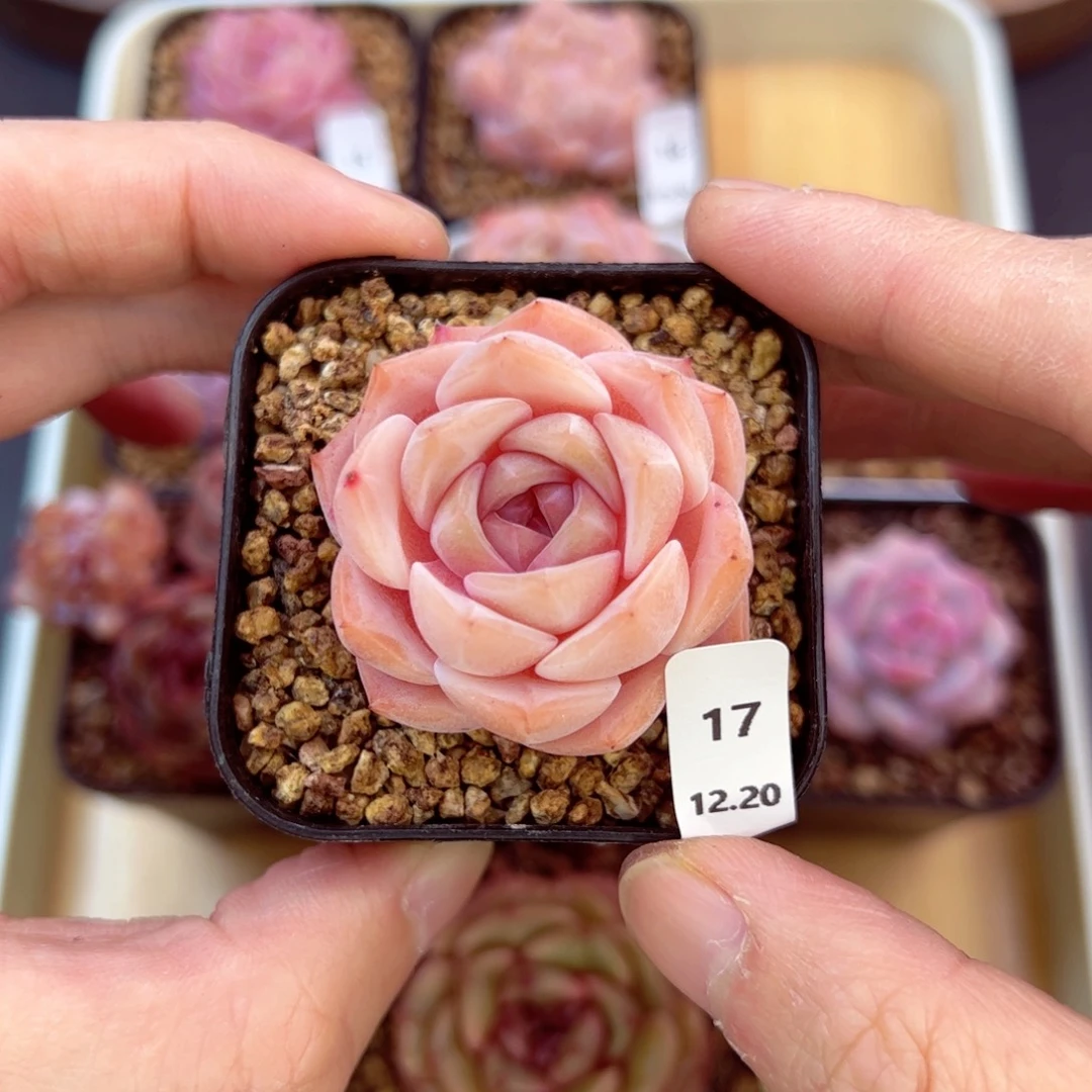 好好看17、哈哈哈哈