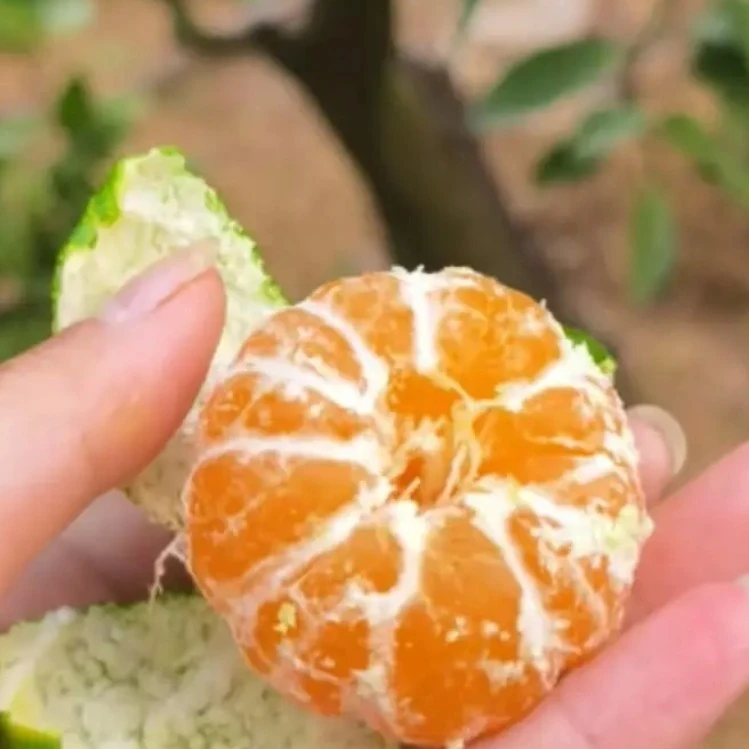 石门柑橘  早熟蜜橘 应季水果 现摘现发  皮薄多汁  酸甜可口