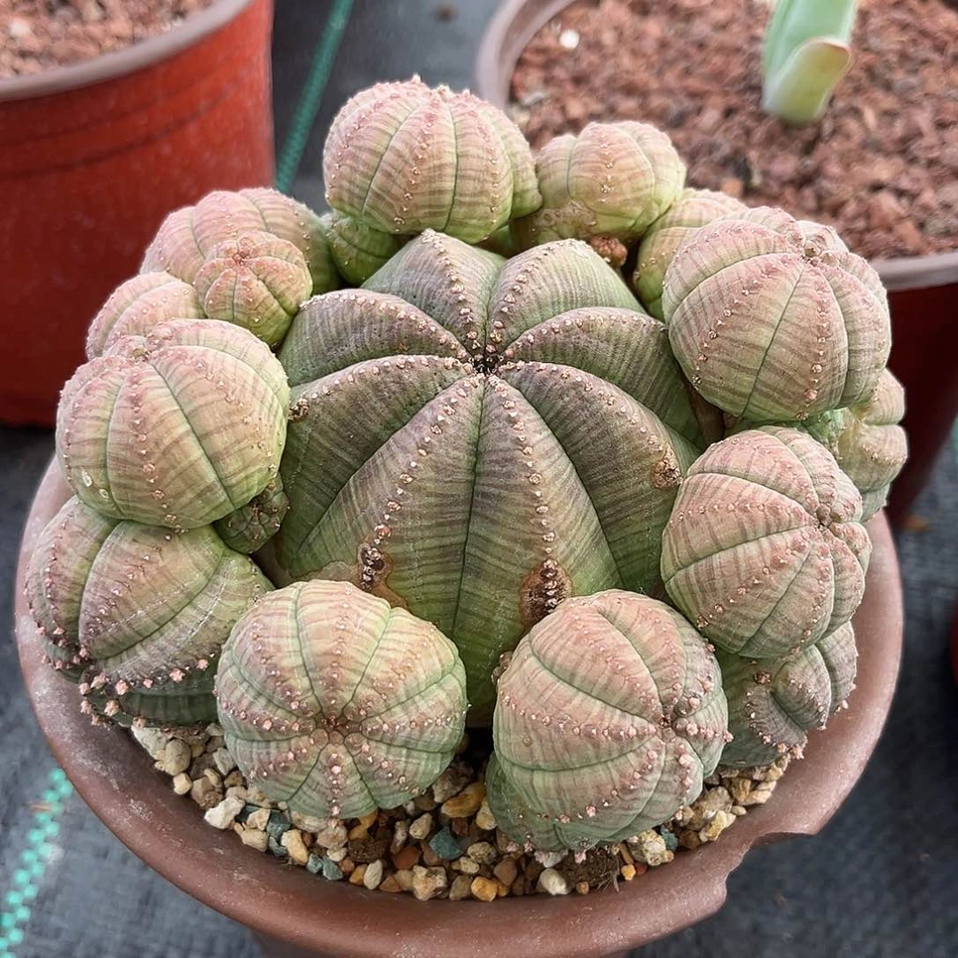 多肉植物胭脂子吹布纹球