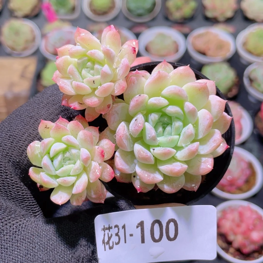 花利美31-100新品