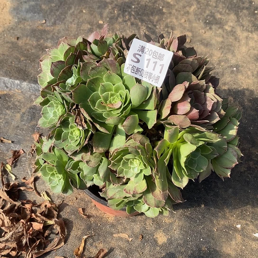 111绿魔万圣节多肉法师锦