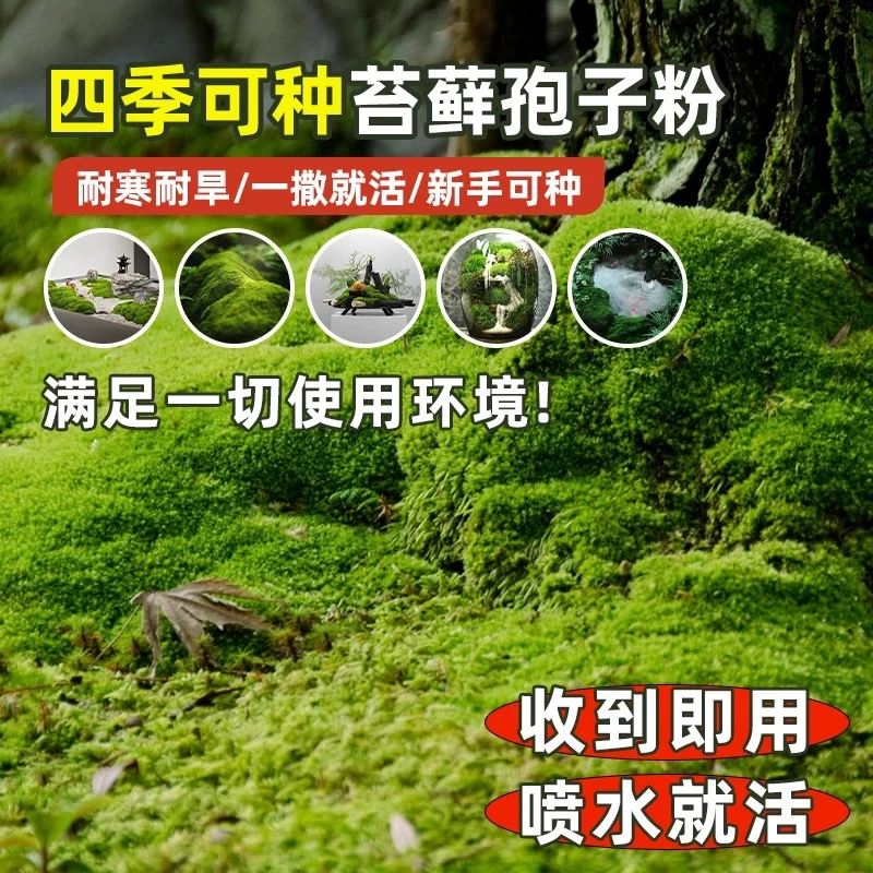 上水石吸水石盆景盆栽青苔苔藓种子苔藓粉微景观鲜活植物种籽铺面