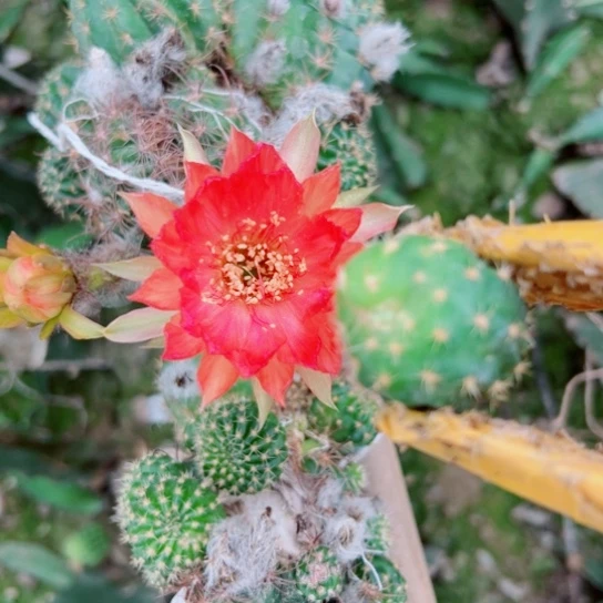 61新丽83歪无根侧芽2一3公分左右20包邮