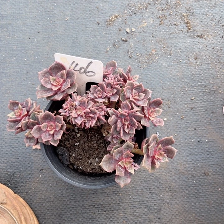 晨语多肉一物一拍406