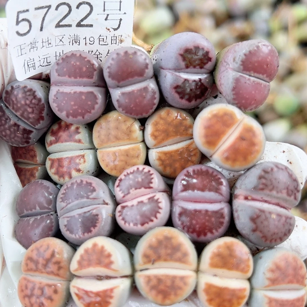 5722 好养易活生石花大母本20个1.5cm左右