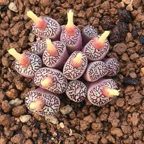 多肉肉锥 14头 优选714 墨小锥