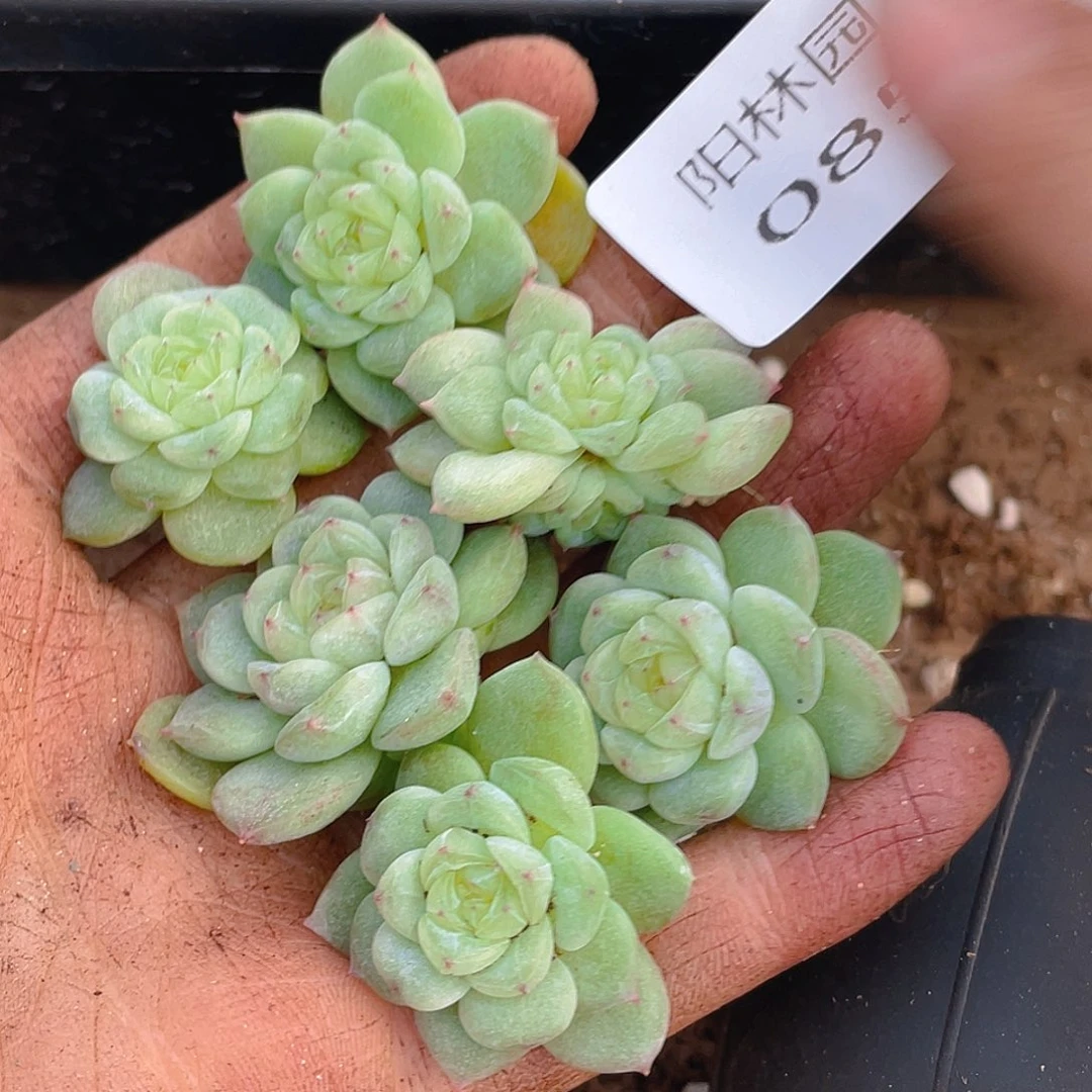 多肉植物多肉植物857