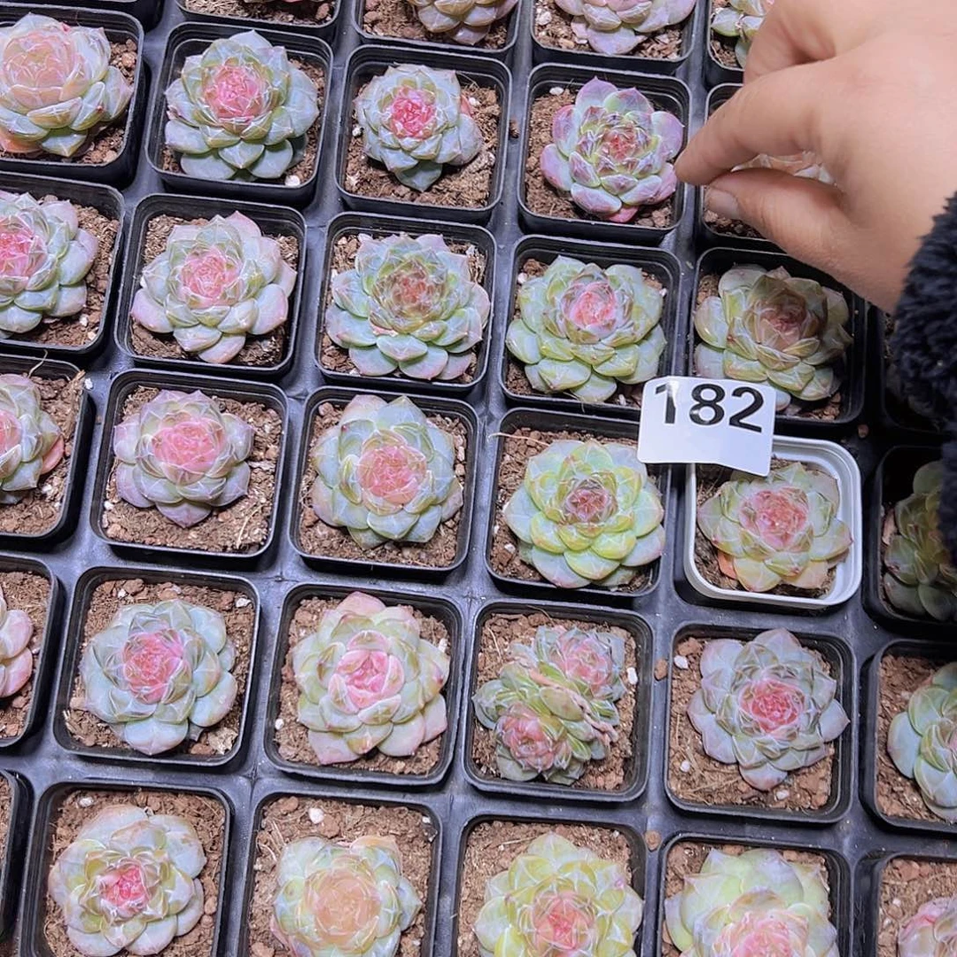 182绿体钻石冰魄19包邮发样品