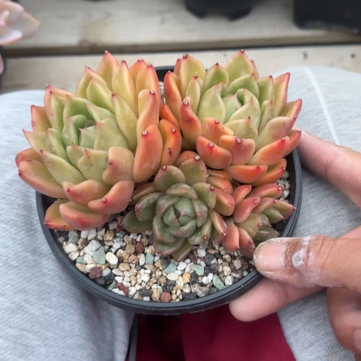 白玫瑰老桩多肉五十包邮