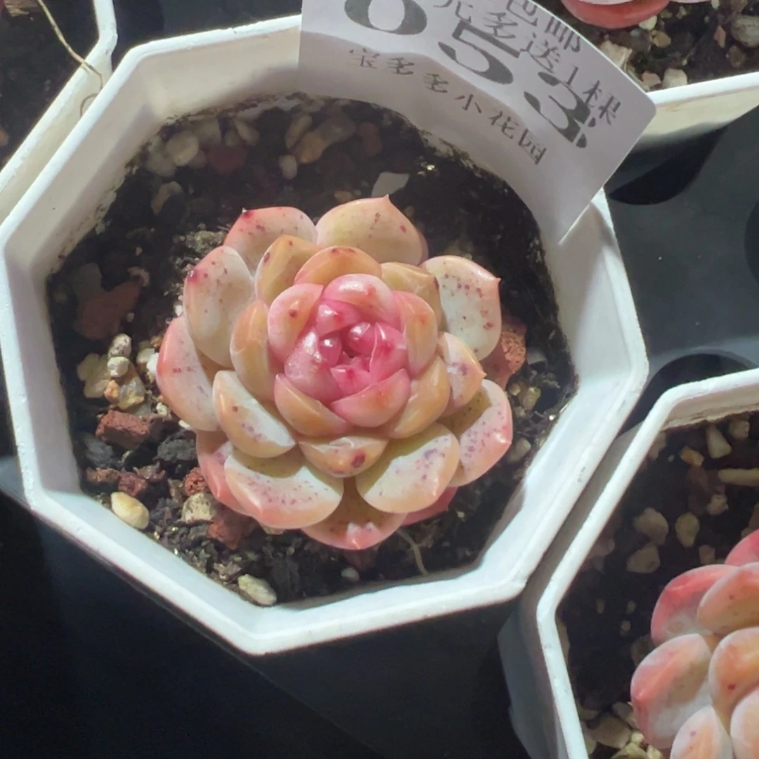 053号琴心单头一物一拍满18包邮