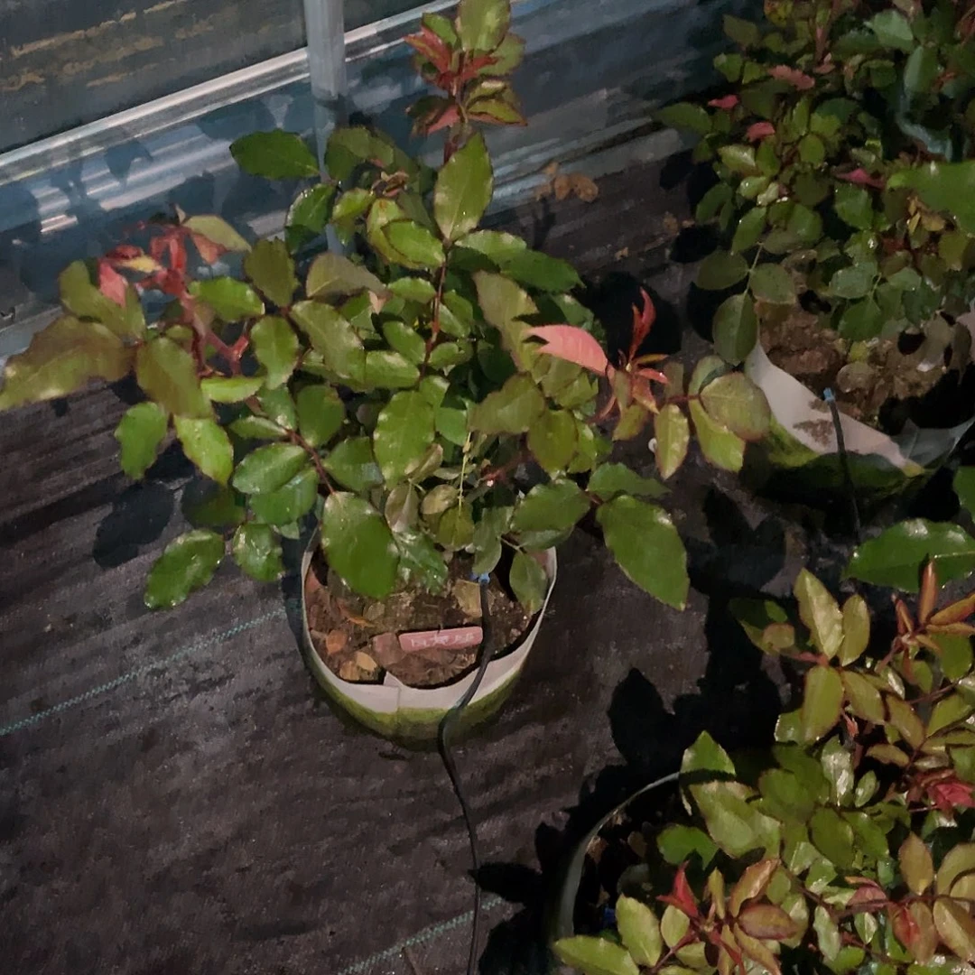 开***好无花朵——瓦尼亚福利款