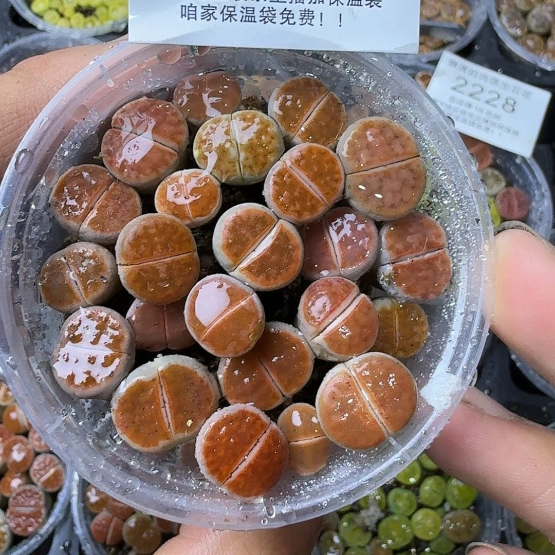 2227冰橙两年哈哈