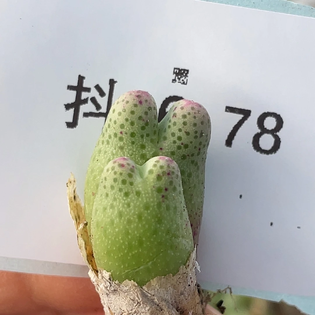 16-78草莓斑马肉锥