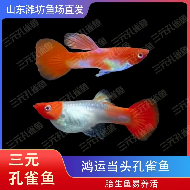 鸿运当头 孔雀鱼