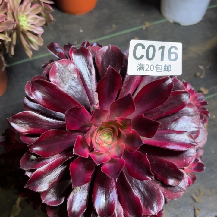 瑞妈多肉园艺016