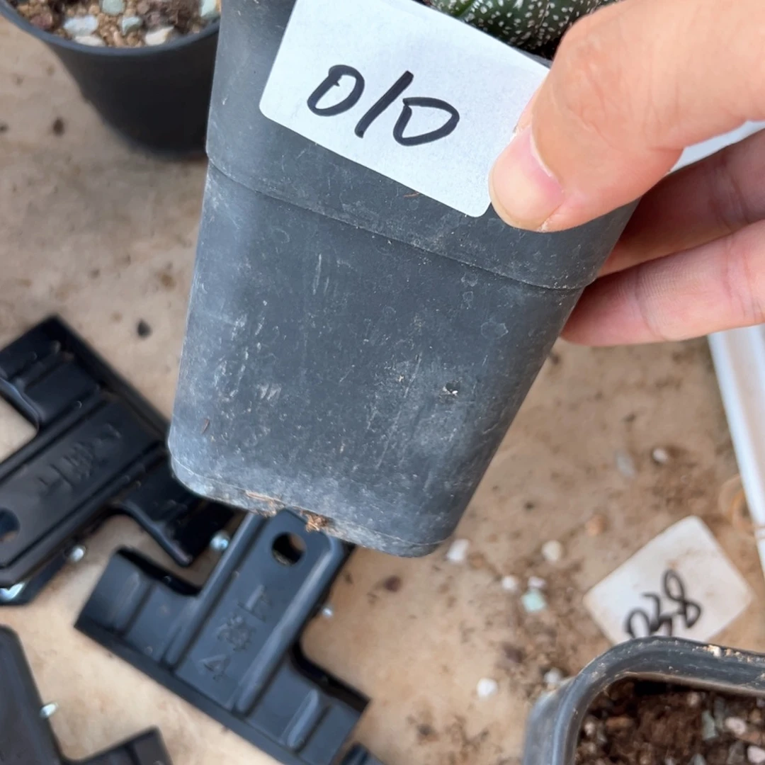 T***u010号兜仙人球多肉植物