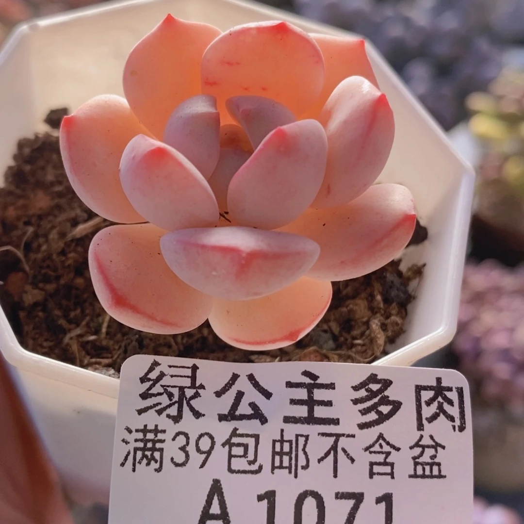 香草单头1071多肉植物