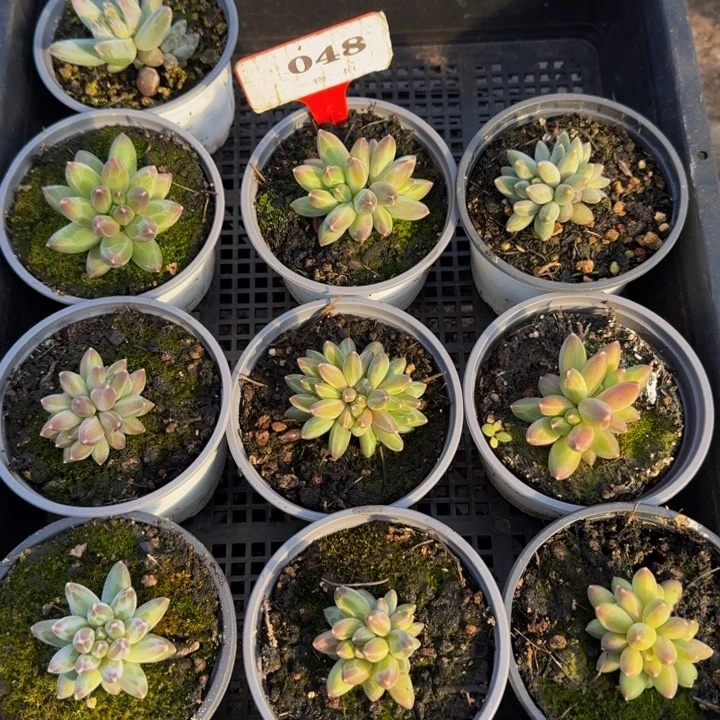 048多肉植物一物一拍