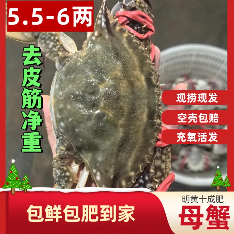 烟台梭子蟹单只5.5-6两充氧活发【保鲜不保活】选斤数 顺丰