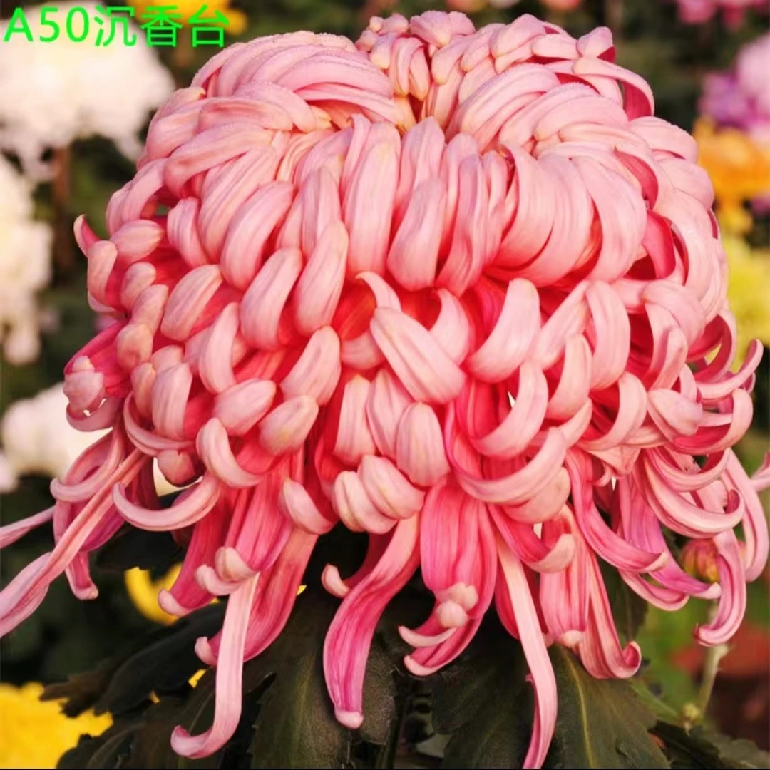 沉香台菊花多年生菊花苗盆栽适合室内外阳台庭院种植